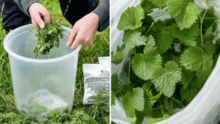Möchtest du deinem Garten auf natürliche Weise einen echten Wachstumsschub verleihen?