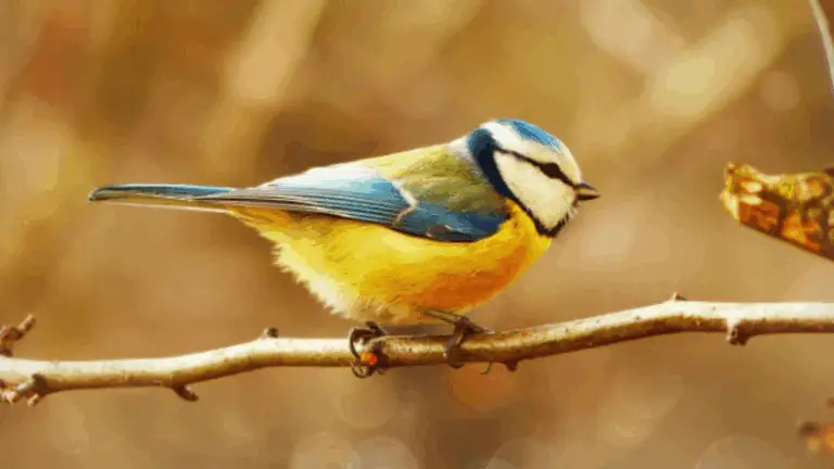 Vögel in deinem Garten: So machst du ihn zum beliebten Vogelparadies!
