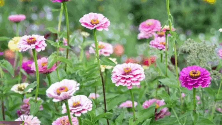 Was ist die Zinnia-Pflanze? Die top 8 Vorteile, die du kennen solltest