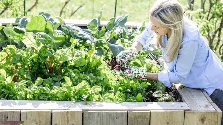 Langlebig im Garten: Die besten perennialen Gemüsepflanzen für nachhaltige Ernte