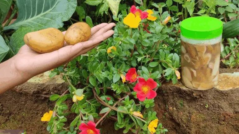 Kartoffelschalen sinnvoll wiederverwenden: Kreative Tipps für deinen Haushalt und Garten