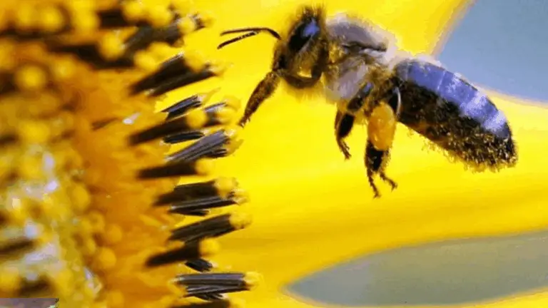 Rettet die Bienen: Warum bienenfreundliches Gärtnern so wichtig ist und wie du helfen kannst 🌸🐝