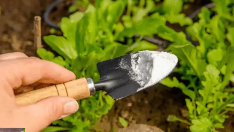Der vielseitige Helfer im Garten: Entdecke, wie Backpulver dein grüner Daumen werden lässt!