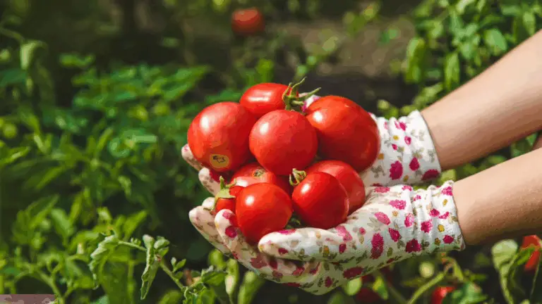 Tomatenliebhaber: So wächst dein Garten smarter – Tipps für eine optimale Begleitpflanzung 