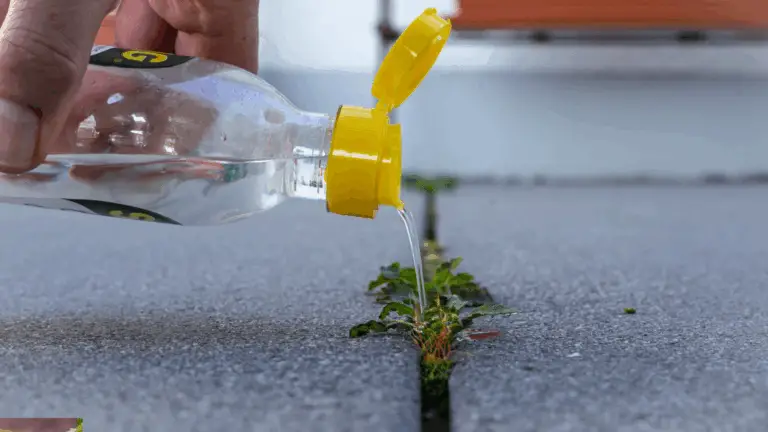 So funktioniert es mit dem natürlichen Unkrautbekämpfer! 🌿
