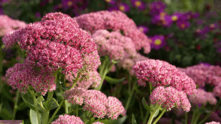 Entdecken Sie die 8 besten trockenresistenten Stauden für einen pflegeleichten Garten 🌿