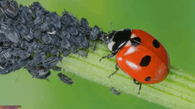 Nützliche Insekten, die jeder Gärtner kennen sollte