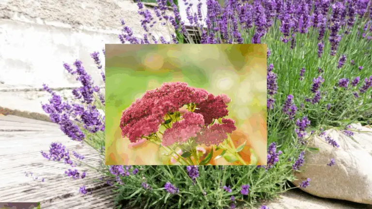Wärmespeicher im Garten: Die Top 5 Pflanzen, die Hitze aufnehmen und speichern!