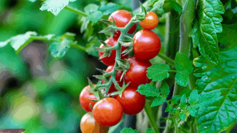 So erzielst du eine reiche Ernte an Tomaten, Paprika und Gurken – mit bewährten Tipps für gesunden, kräftigen Wachstum! 🌱🍅🌶️🥒