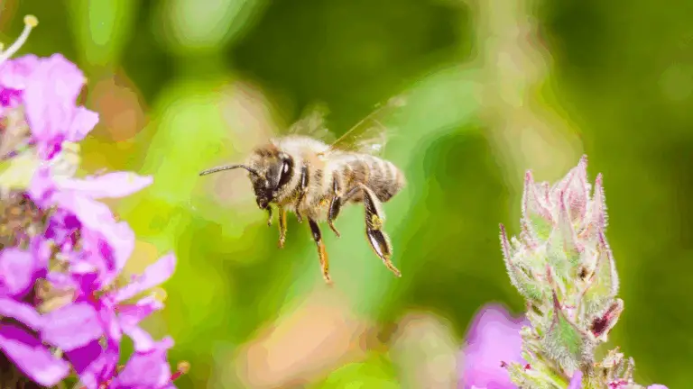 Ein Bienenparadies erschaffen: Wichtige Pflanzen für den Schutz unserer summenden Freunde