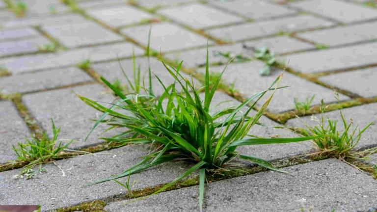 Natürliche Unkrautbekämpfung – So klappt’s ohne Chemie 🌱