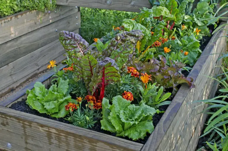 Die Vorteile von Hochbeeten im Garten: Ein umfassender Leitfaden