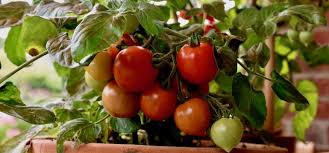 Super Tipps für das Wachstum von Tomaten