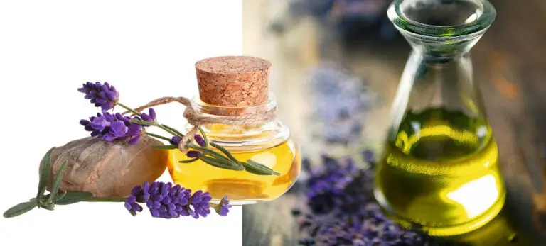 Effektive Mückenabwehr im Garten & Zuhause – Natürlich, nachhaltig und ohne Chemie