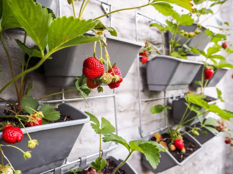 Morangos selbst anbauen: Eine Schritt-für-Schritt-Anleitung für köstliche Erdbeeren