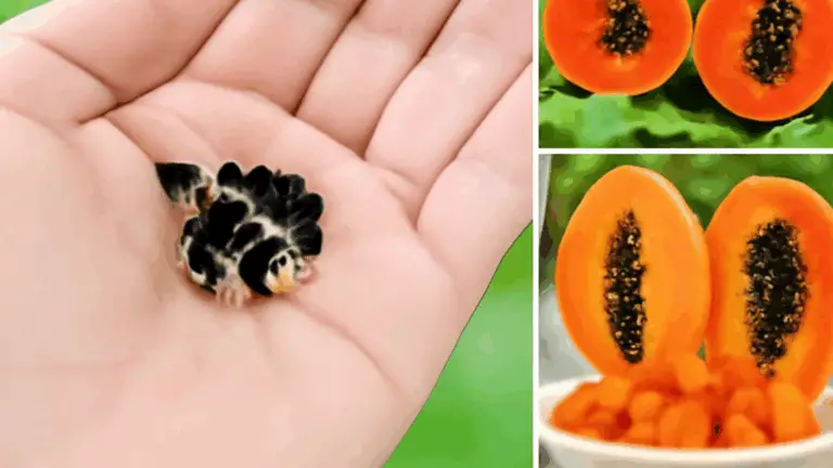 Papaya zu Hause in Töpfen anbauen: Das Geheimnis für eine reichhaltige Ernte