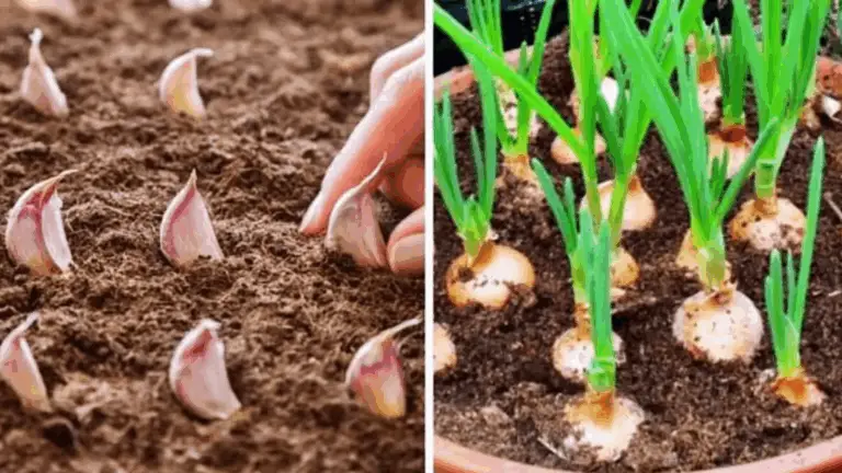 Wie man Knoblauch in Töpfen anbaut und eine unendliche Versorgung hat 🌱