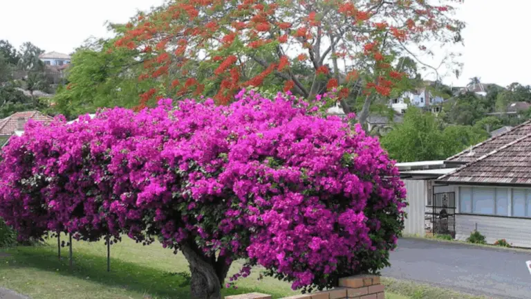 Praxisleitfaden: So lässt du deine Bougainvillea in der Topf perfekt blühen – Endlose Blumenpracht
