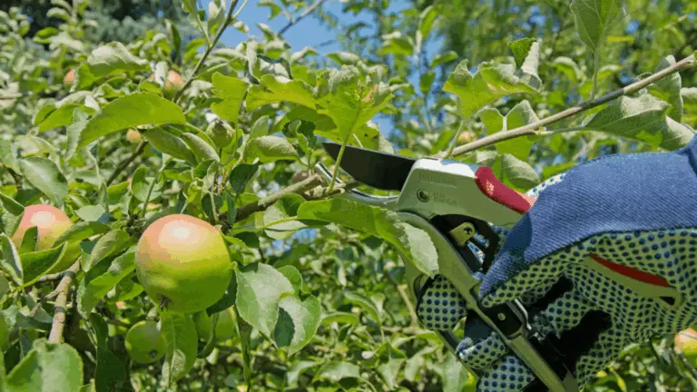 Schritt-für-Schritt-Anleitung für eine erfolgreiche Obstbaumpflege 