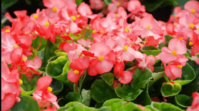 Pflanzen, die das ganze Jahr über blühen: Der farbenfrohe Akzent, den dein Garten braucht – Trucosdevida.com