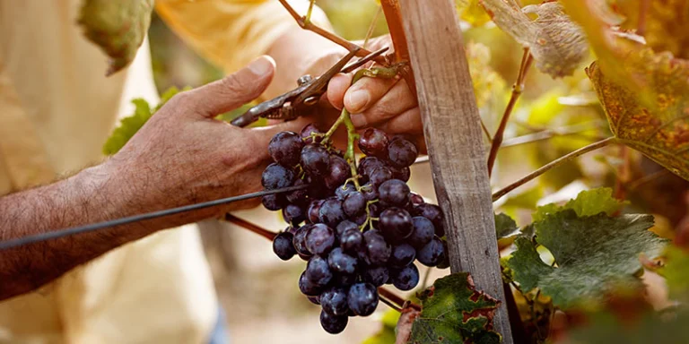 Ultimative Anleitung für gesunden Weinreben-Rückschnitt 🍇✂️