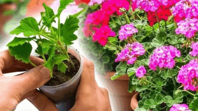 Geranien kostenlos vermehren – So einfach klappt’s mit Stecklingen! 🌱Entdecke die clevere Gartenmethode für farbenfrohe Blüten ohne Extra-Kosten!