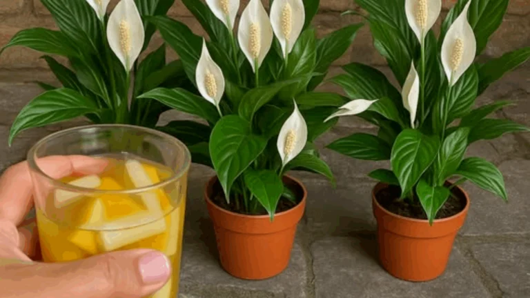 Die Kraft einer einzigen Tasse Wasser: So lässt du dein Friedenslilien-Jahr erblühen