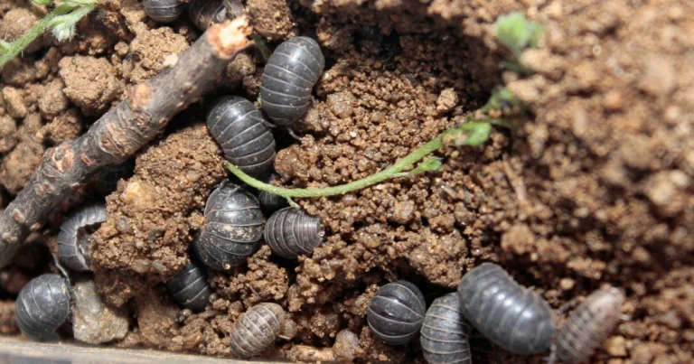 Kellerasseln: Die kleinen Helfer im Garten