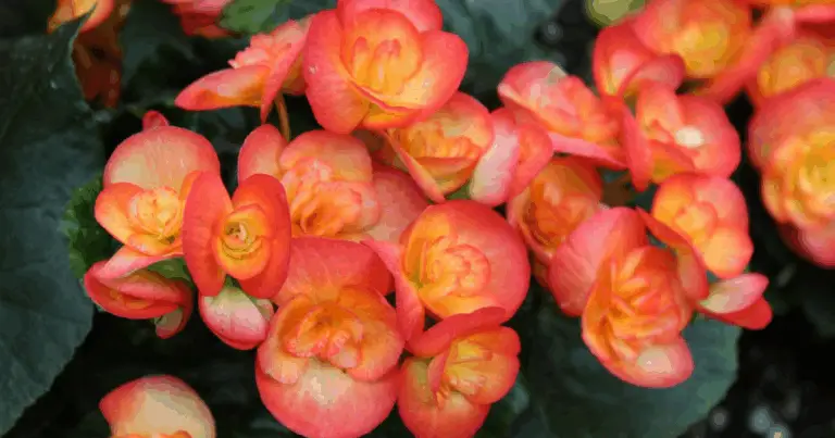 🌿 9 Beliebte Schattenpflanzen für Töpfe – Für jeden Garten eine Bereicherung 🌸
