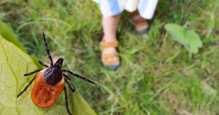 🌿 Zeckenfrei durch den Frühling: So schützt du dich bei der Gartenarbeit