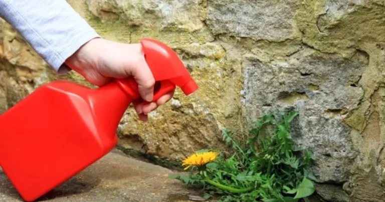 🌿 Natürliche Unkrautbekämpfung für deinen Garten: Effektive Methoden ohne Chemie