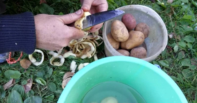 🌿 Kartoffelschalen im Garten: Nachhaltig, kostenlos und vielseitig einsetzbar