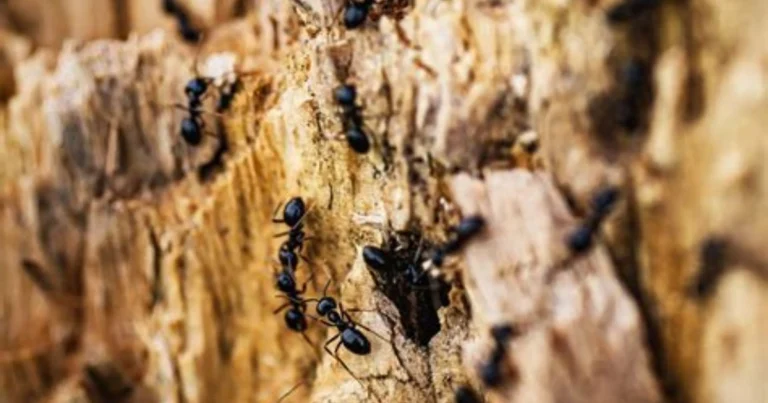 🐜 Effektives Ameisen-Spray selber machen: Natürliche Abwehr für Haus & Garten