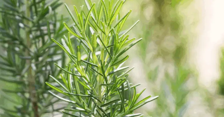 So vertreibst du Mücken im Garten und zuhause – effektiv und auf natürliche Weise 🌿🦟