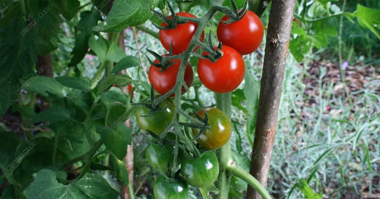 Ultimative Tipps für eine üppige Ernte von Tomaten, Paprika und Gurken