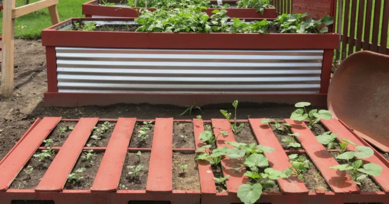 Saftige Wassermelonen auf Paletten anbauen – clever & platzsparend