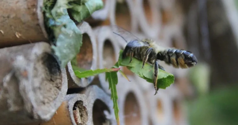 Bienen im Garten: Gesellschafts- & Solitärbienen fördern