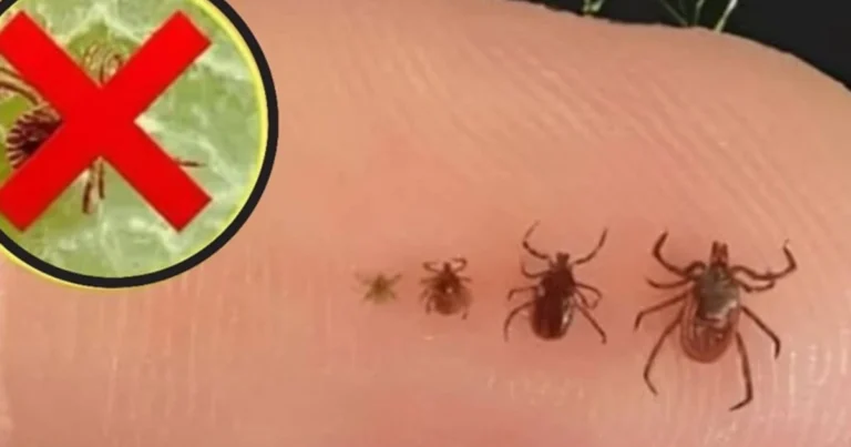 Effektiver Zeckenschutz im Garten: Natürlich, praktisch & ganzjährig