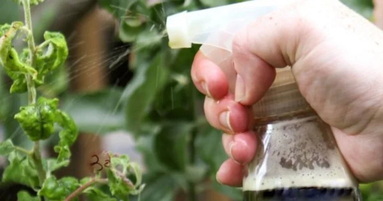 Auf Wiedersehen Schädlinge! Wirksame Hausmittel-Sprays gegen Insekten
