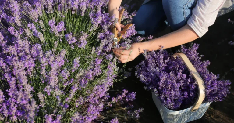 Lavendel schneiden: Dein ultimativer Leitfaden für gesunde Pflanzen und üppige Blüte