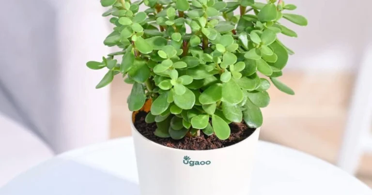 Die Jade-Pflanze als Glückssymbol in deinem Zuhause