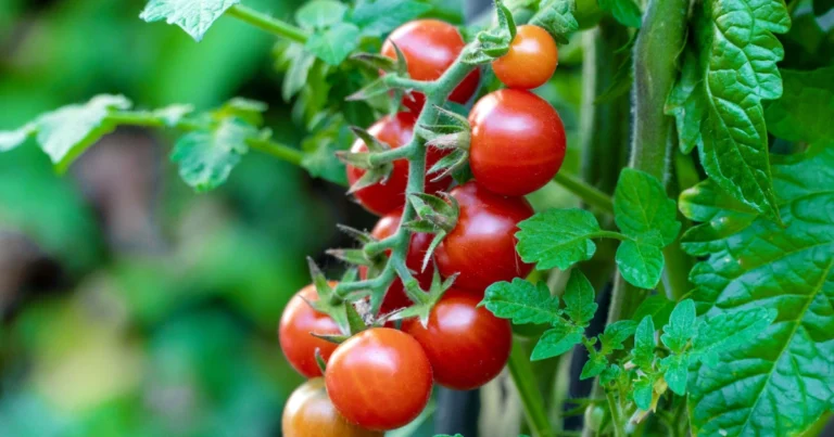 🌿 Tomaten natürlich düngen: Der ultimative Guide für gesunde Pflanzen und reiche Ernte