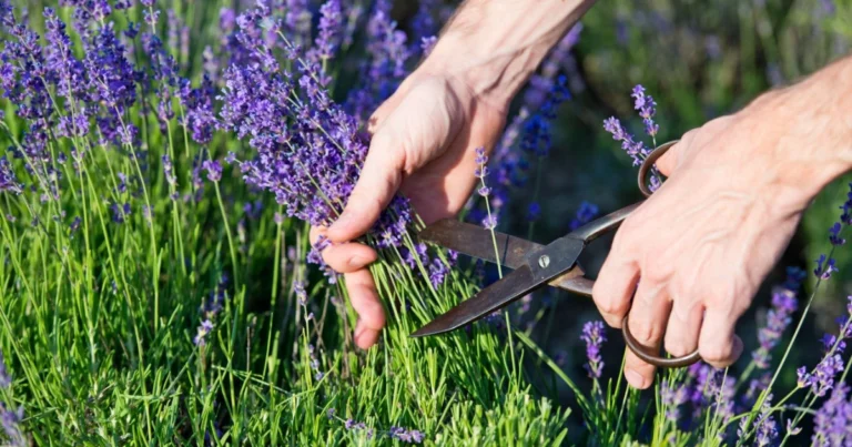 Lavendel beschneiden: Tipps für eine üppige Blüte
