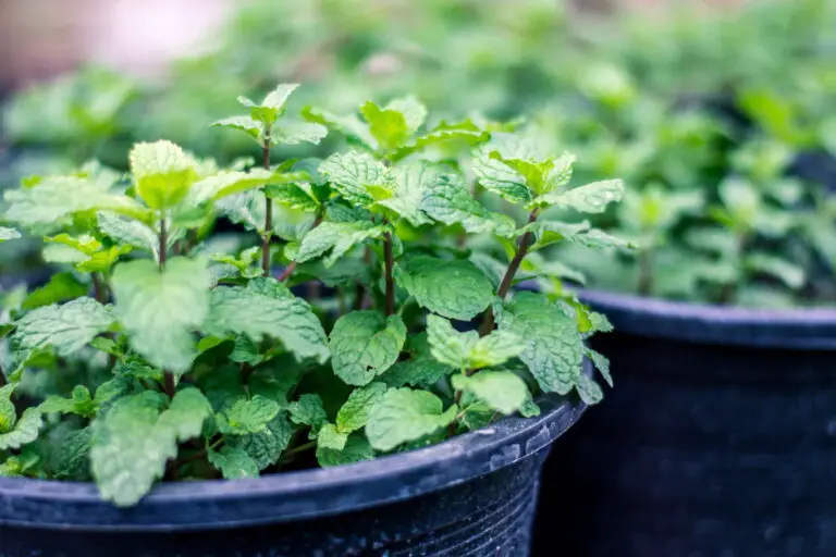 Warum du eine Minzpflanze im Eingangsbereich haben solltest 🌿