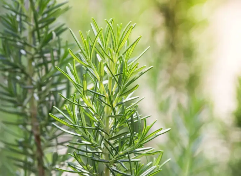 🌿🦟 Natürliche und effektive Methoden zur Mückenabwehr im Garten und Zuhause
