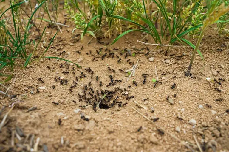 🐜 Effektive Tipps gegen Ameisen im Garten – Natürlich & nachhaltig