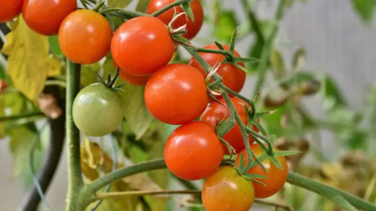 Warum Du Immer Basilikum Neben Tomaten Pflanzen Solltest – Das Geheimnis Für Ein Blühendes Gartenparadies