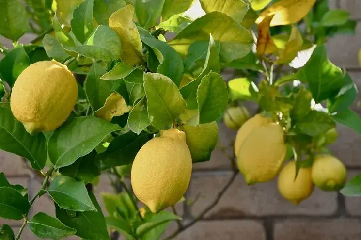 So pflegen Sie Ihre Zitronenbäume natürlich und fördern die kräftige Fruchtbildung 🍋🌱