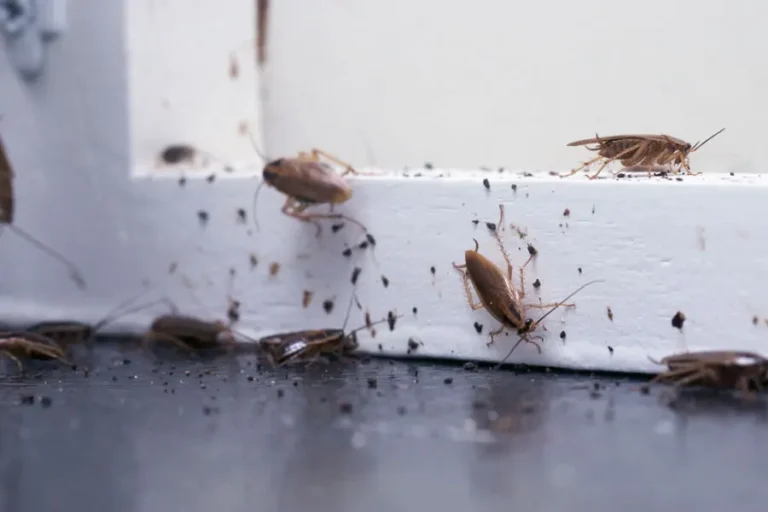 Natürlich wirksam: Bicarbonat gegen Insekten und Nagetiere – Die besten Tipps für ein pestfreies Zuhause