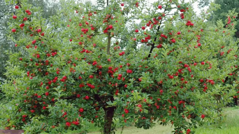 Obstbäume beschneiden: Tipps für gesunde und ertragreiche Bäume